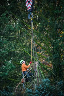 Performing A Safe Tree Dropping!